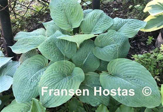 Hosta Bette Davis Eyes